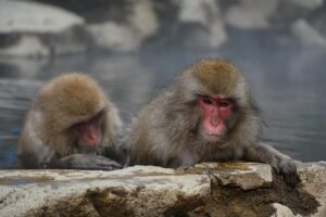 九州の観光地で春夏秋冬楽しめる露天風呂付き客室まとめは？