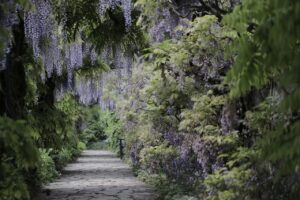 九州春に見逃せない藤の花を楽しむ観光スポットは？