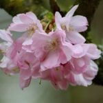 九州春の桜名所でおすすめのスポットは？