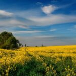 九州春の菜の花を楽しむ観光スポットは？