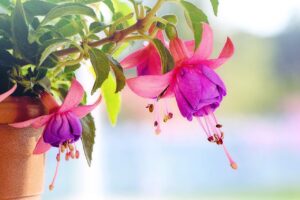 佐賀で春に楽しむ絶景の花スポットは？
