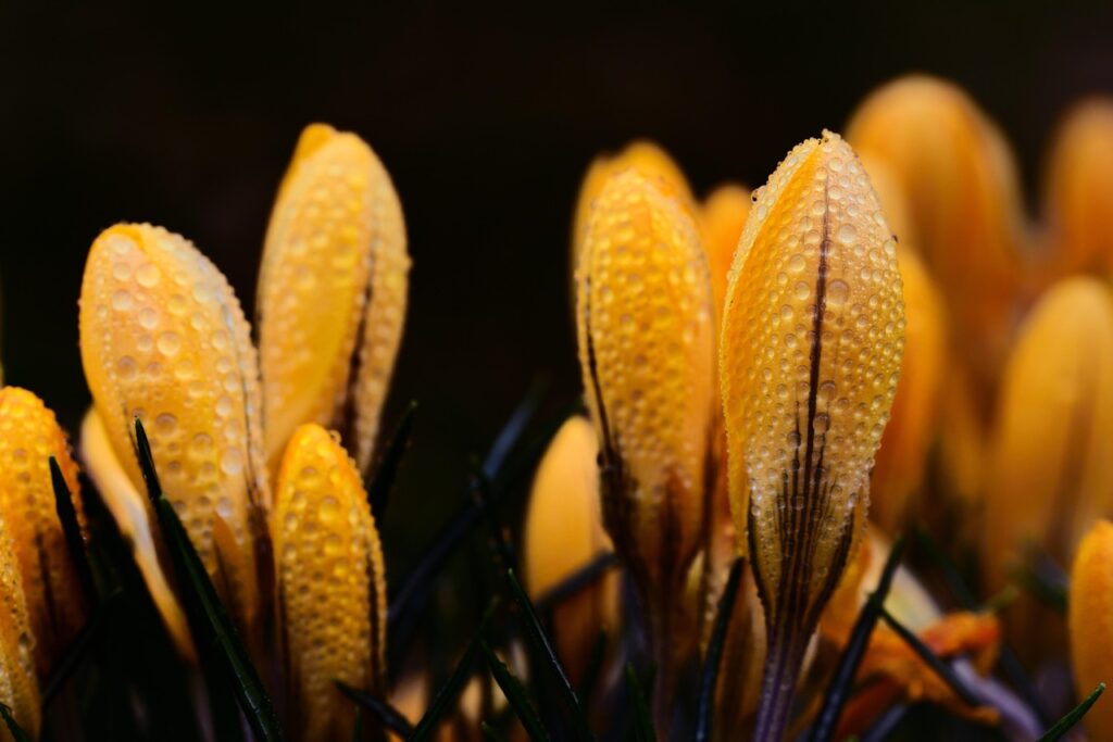 佐賀で春に訪れたいドライブスポットはどこですか？