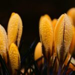 佐賀で春に訪れたいドライブスポットはどこですか？