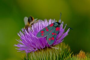 佐賀の春に訪れたい花スポットはどこ？