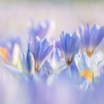 佐賀の有田で楽しむ春の観光スポットは？