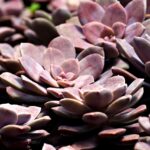 大分の別府で春に楽しむ温泉はどれがオススメ？