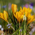 宮崎の春に行く観光スポットおすすめはどこ？