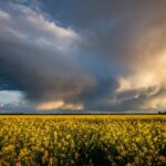 展海峰の菜の花の見頃はいつですか？