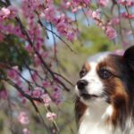 福岡の春に訪れたい観光おすすめスポットは？