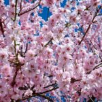 舞鶴公園の桜はいつが見頃ですか？