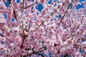 舞鶴公園の桜はいつが見頃ですか？