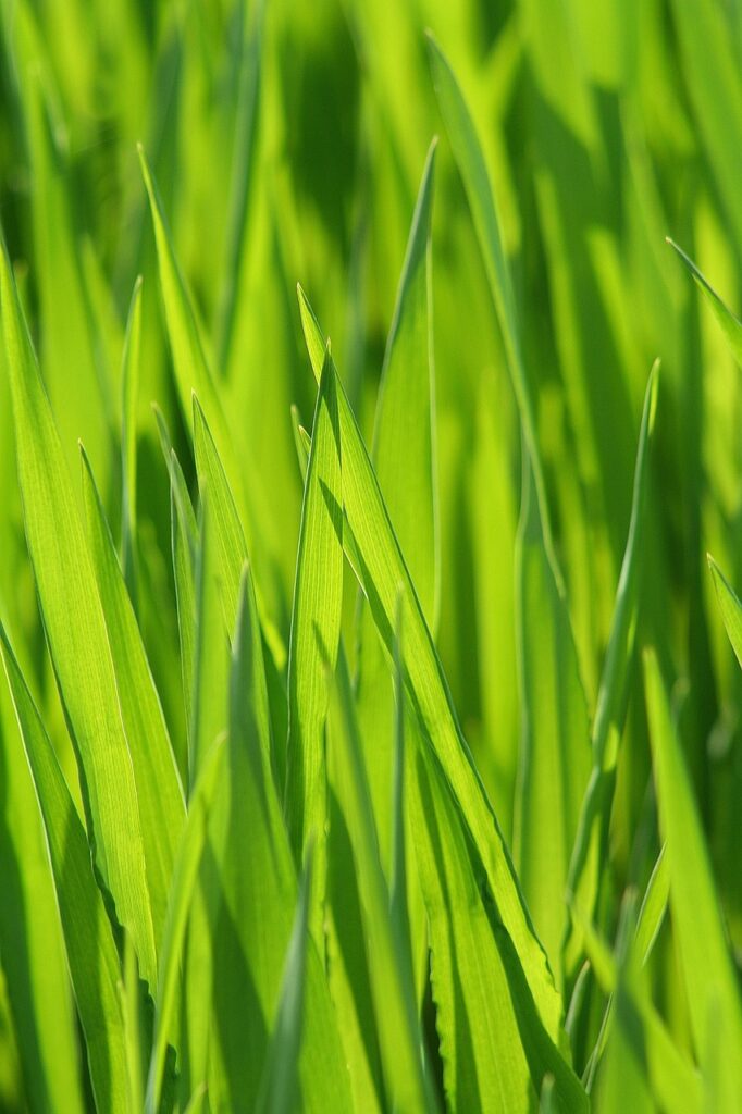 草千里の夏に訪れたい観光スポットは？ – 春夏秋冬の魅力満載な九州観光地