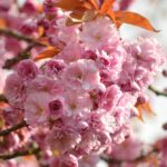 一心行の大桜の見頃はいつですか？