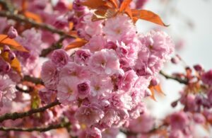 一心行の大桜の見頃はいつですか？
