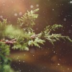 九州で冬のクリスマスデートを楽しむためのおすすめスポットはどこ？
