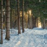 九州の冬に訪れたい雪景色スポットはどこ？