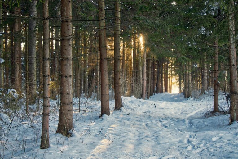 九州の冬に訪れたい雪景色スポットはどこ？
