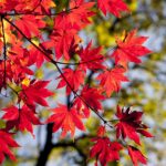 九州の秋におすすめの日帰り旅行先はどこ？