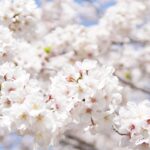 佐賀 嬉野 夏 温泉で過ごす最高のリフレッシュ法は？