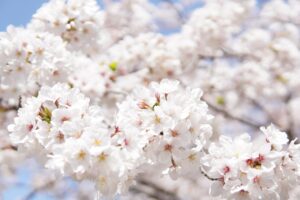 佐賀 嬉野 夏 温泉で過ごす最高のリフレッシュ法は？