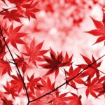 佐賀の秋に訪れたい紅葉スポットはどこ？