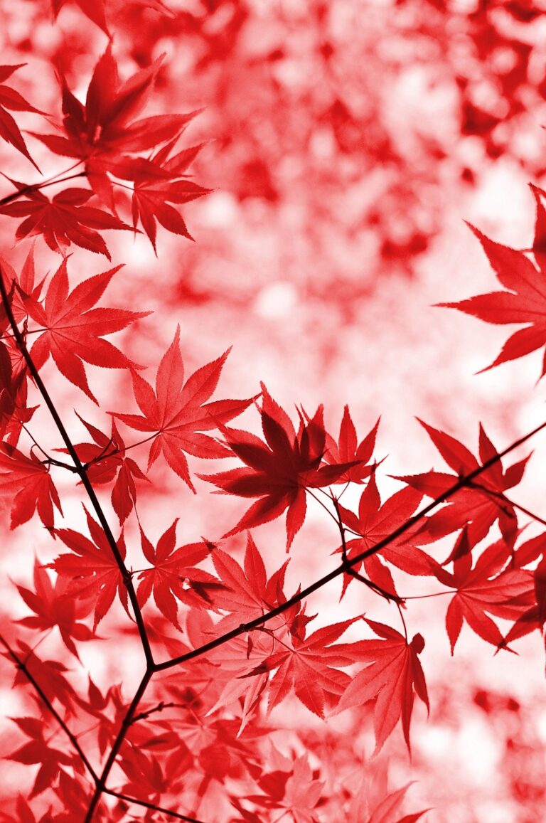 佐賀の秋に訪れたい紅葉スポットはどこ？