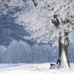 大分の由布院を冬に散策する際のおすすめスポットはどこ？