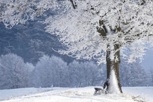大分の由布院を冬に散策する際のおすすめスポットはどこ？