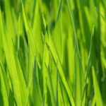草千里の夏に訪れたい観光スポットは？