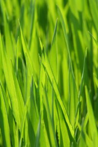 草千里の夏に訪れたい観光スポットは？