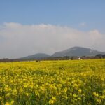 西都原古墳群の菜の花は見頃の時期はいつですか？