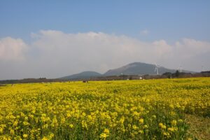 西都原古墳群の菜の花は見頃の時期はいつですか？