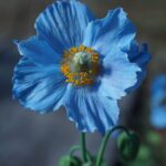 鹿児島の春に見られる花の絶景スポットはどこですか？