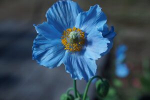 鹿児島の春に見られる花の絶景スポットはどこですか？