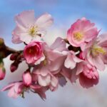 九州の桜名所を巡るモデルコースはどこ？