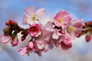 九州の桜名所を巡るモデルコースはどこ？