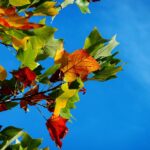九州の秋に訪れたい紅葉スポットはどこですか？