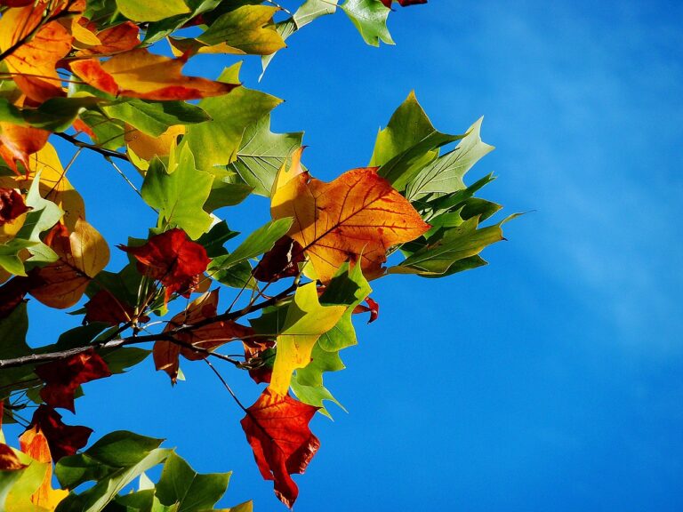 九州の紅葉名所をドライブで巡る際のおすすめスポットは？