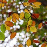 大分の秋におすすめの日帰り観光スポットは？