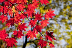 大分の秋に行くべき観光おすすめスポットは？