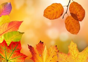 曽木の滝の紅葉はいつが見頃？絶景を楽しむためのポイントは？