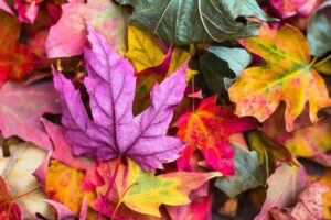 桜島の秋に行くべき観光おすすめスポットはどこ？
