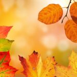 秋月城跡の紅葉の見頃はいつですか？
