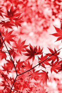 耶馬渓の紅葉の見頃はいつなのか？