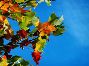 鹿児島の秋に訪れたい紅葉スポットはどこ？
