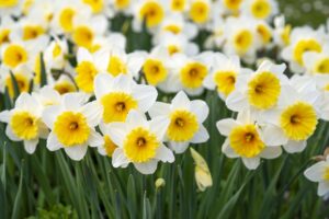九州で花を楽しむ温泉旅行はどこがおすすめ？