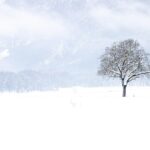 九州の冬に訪れたい雪景色スポットはどこ？