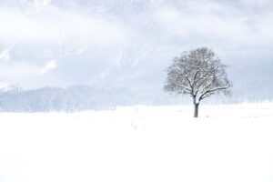 九州の冬に訪れたい雪景色スポットはどこ？