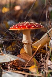 九州の春の観光はいつから楽しめる？